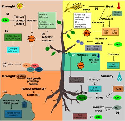 Editorial: Physiological, biochemical and molecular approaches in response to abiotic stresses in plants
